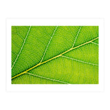 Autumn Leaf (Print Only) thumbnail