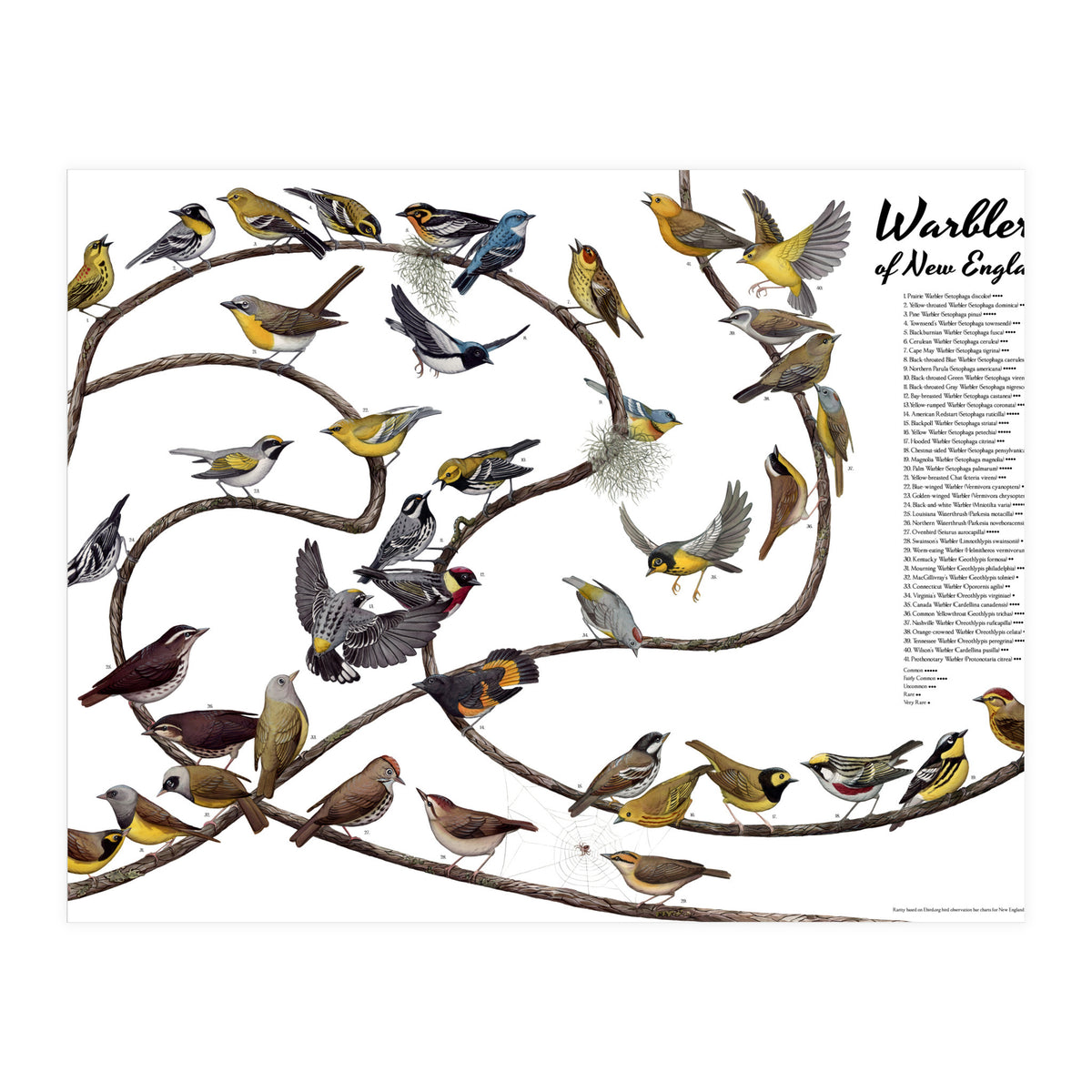 Warblers of New England (Print Only)