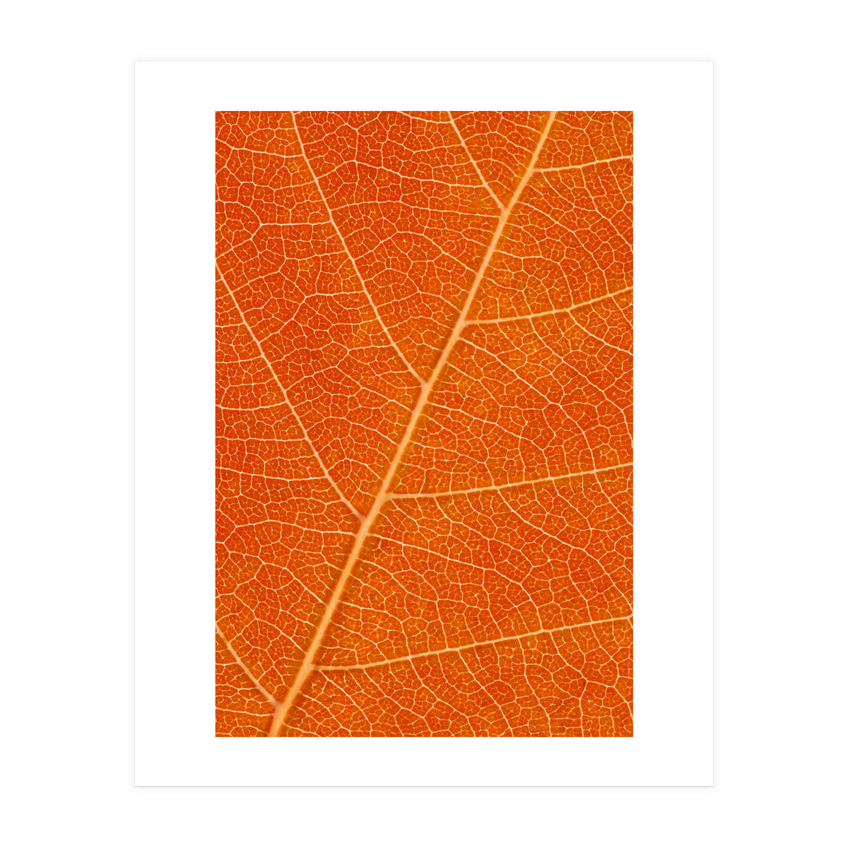 Autumn Leaf (Print Only)