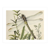 Dragonfly Vintage Illustration (Print Only) thumbnail