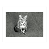 Cat (Print Only) thumbnail