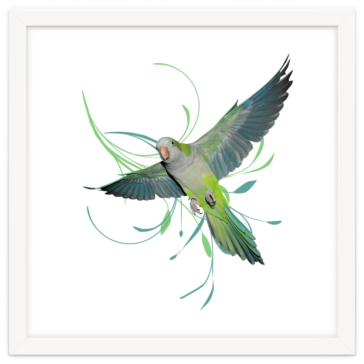 Flying quaker parrot