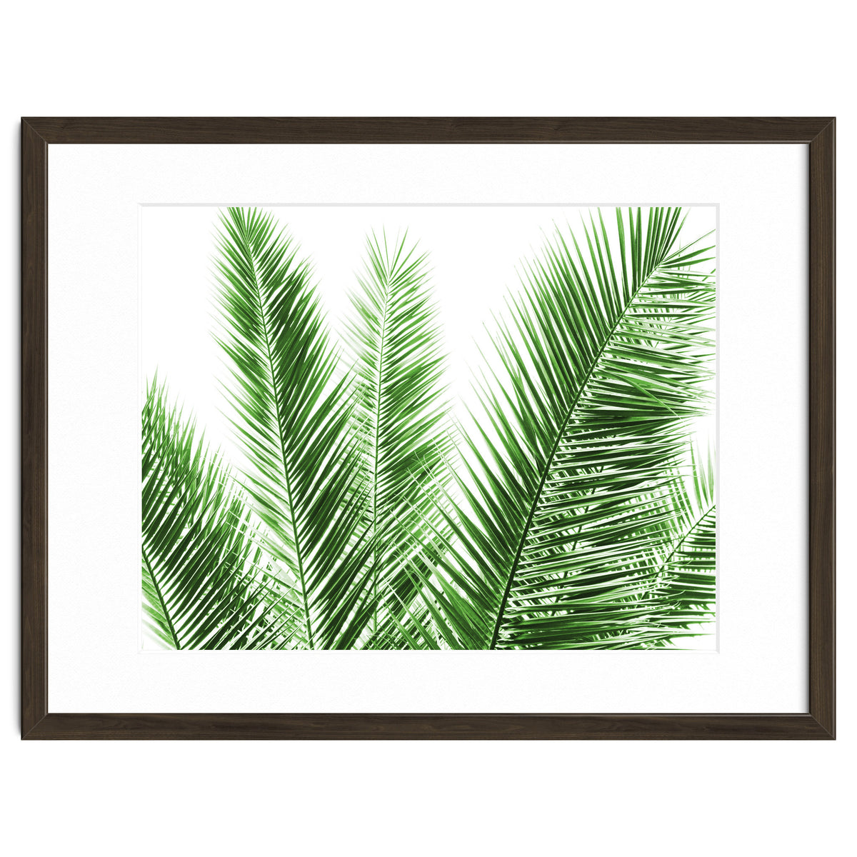 Palm Leaves