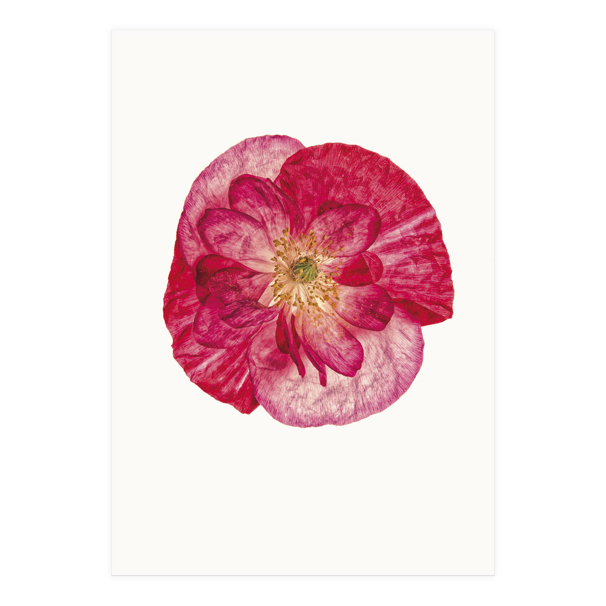 Cc Poppy 02 (Print Only)