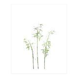 Olive Green Hosta (Print Only) thumbnail