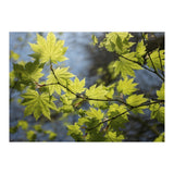 Heart Of Light (Print Only) thumbnail