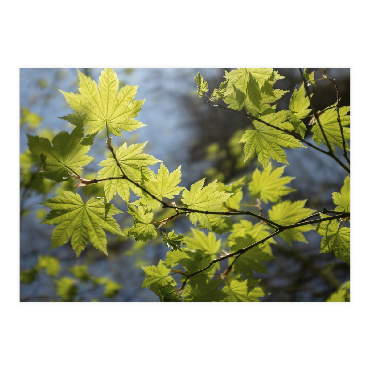 Heart Of Light (Print Only)