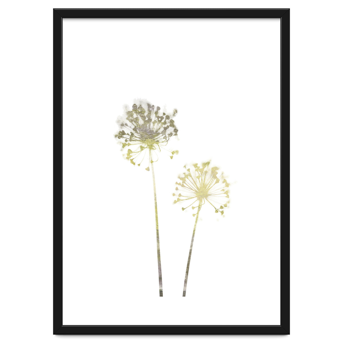 Neutral Dandelions