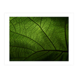 Macro (Print Only) thumbnail