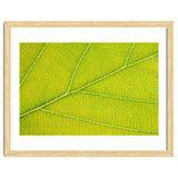 Autumn Leaf thumbnail