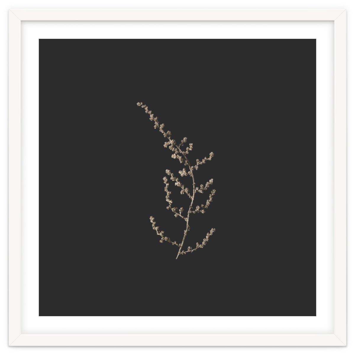 Delicate Golden Fynbos Botanicals on Black - Square