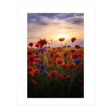 Poppiesfield at Sunrise (Print Only) thumbnail
