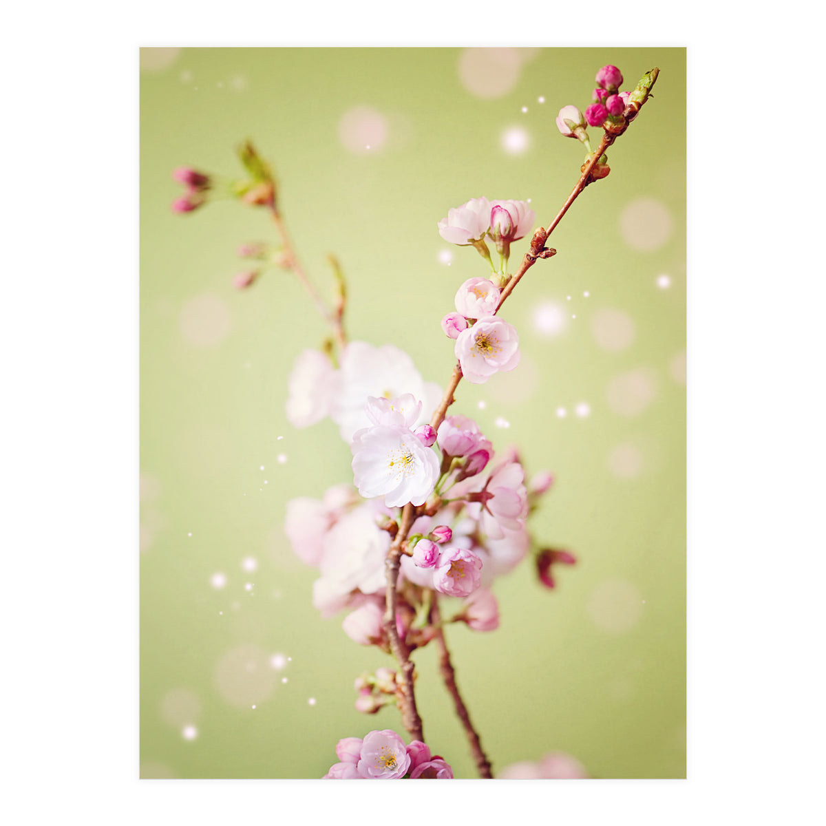 Springflowers (Print Only)