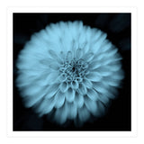 Asteraceae (Print Only) thumbnail