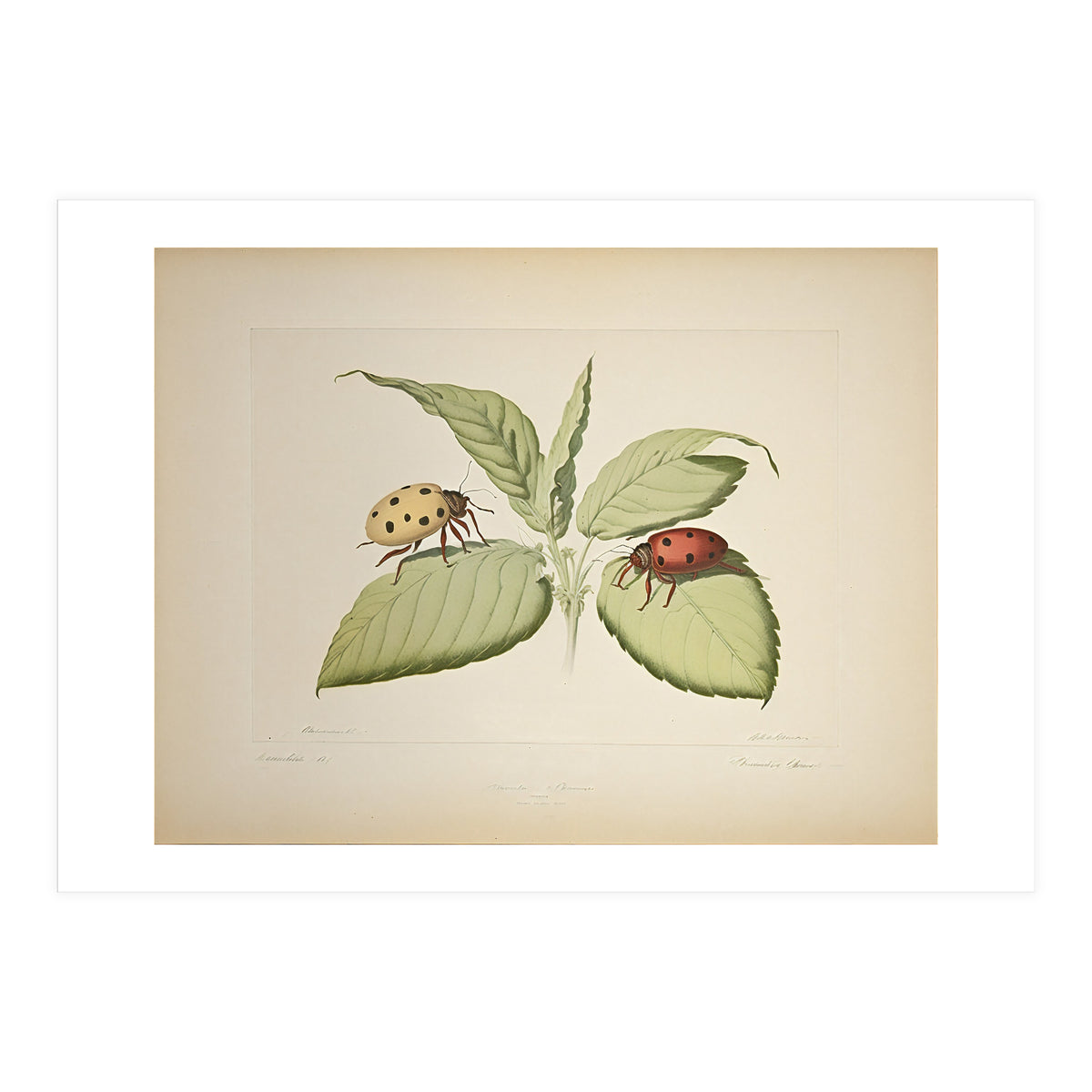Vintage Ladybirds Illustration (Print Only)
