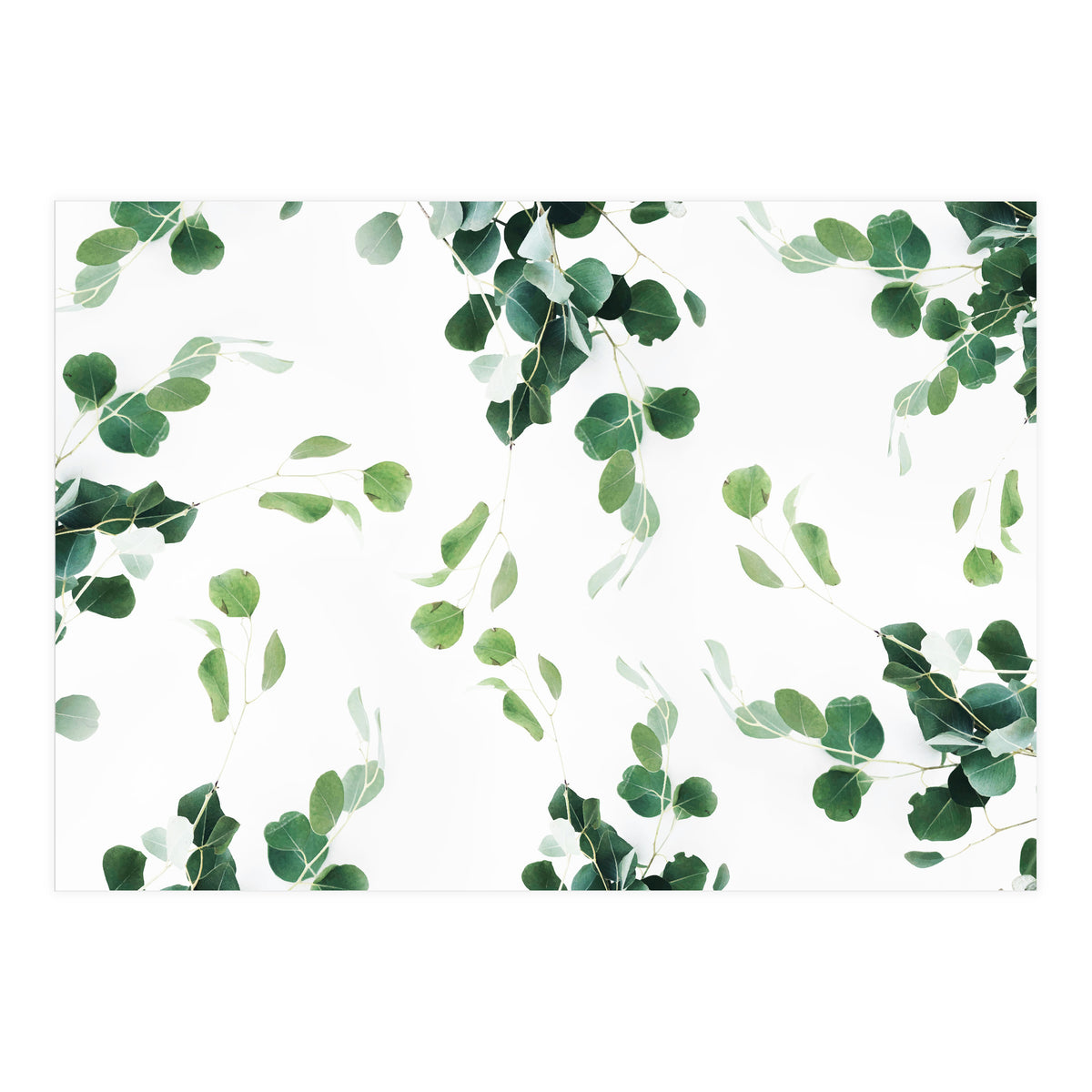 Botanical Celebration  (Print Only)