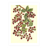 Raspberry (Print Only) thumbnail