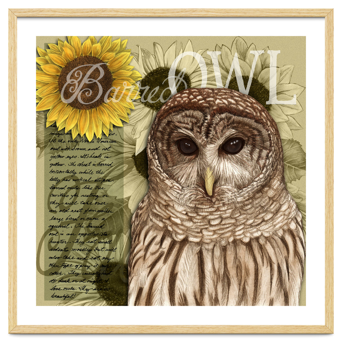 Sunflowers and Barred Owl