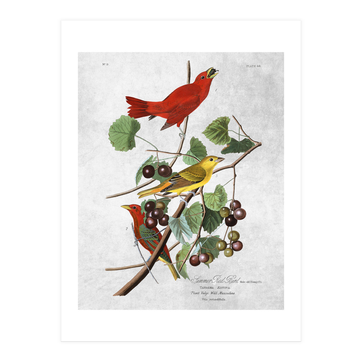 uccelli (Print Only)