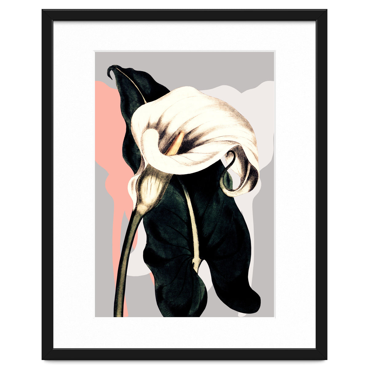 Calla lily flower