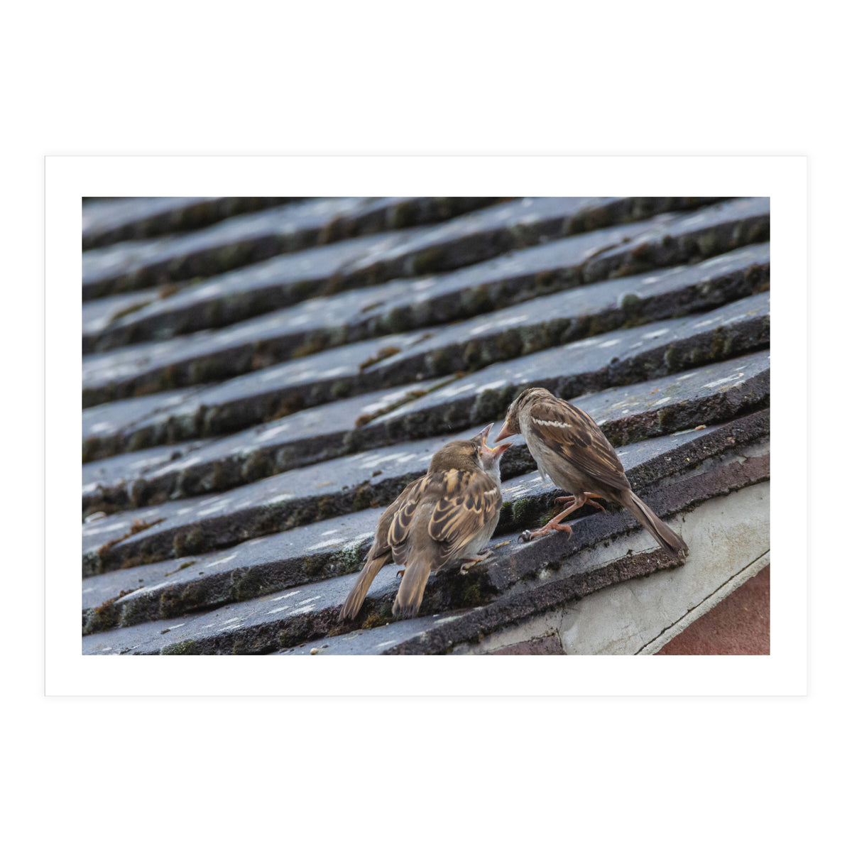 Feeding (Print Only)