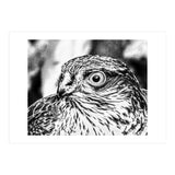 Peregrine  (Print Only) thumbnail