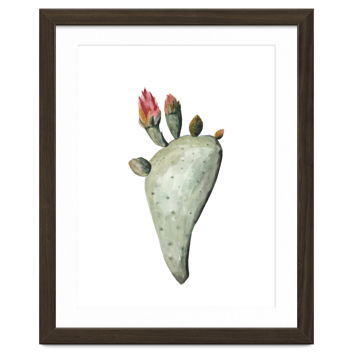 Botanical Illustration Cactus Flowers