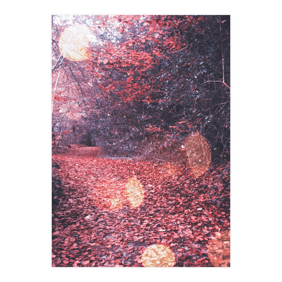 Autumn Flares (Print Only)
