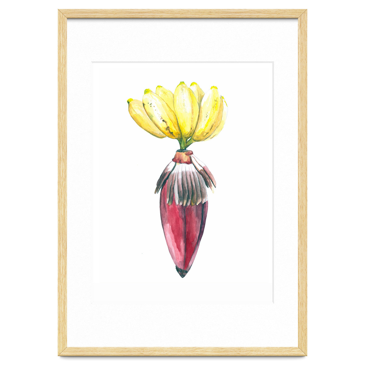 Botanical Illustration Banana