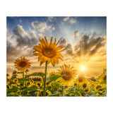 Lovely sunflowers in sunset (Print Only) thumbnail