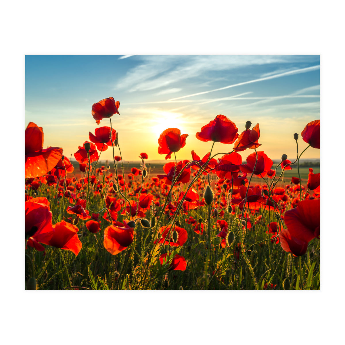 Poppies (Print Only)