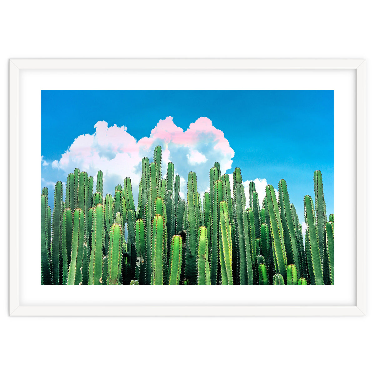 Cactus Summer