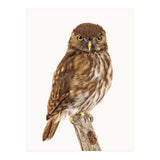 Cc Birds 10 (Print Only) thumbnail
