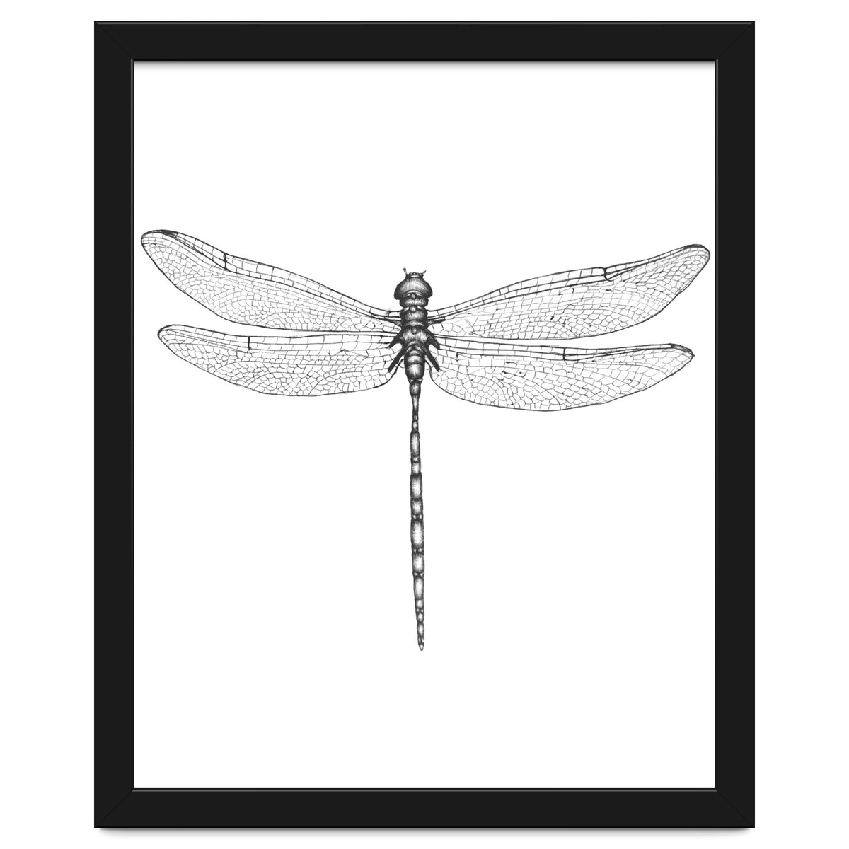 Dragonfly Wings