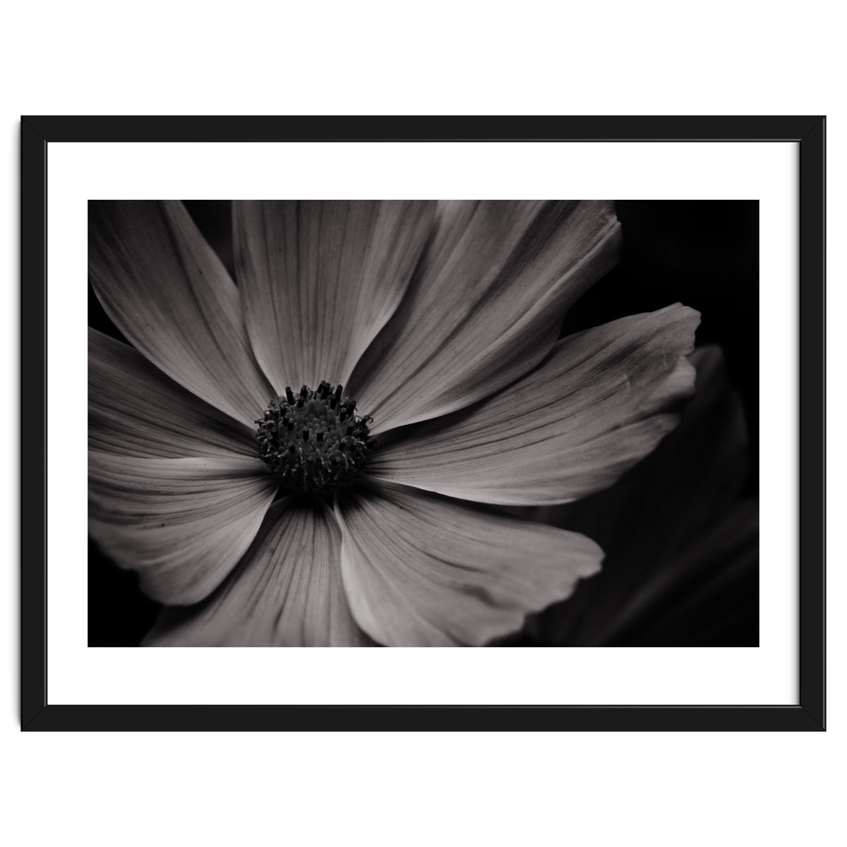 Black And White Flower