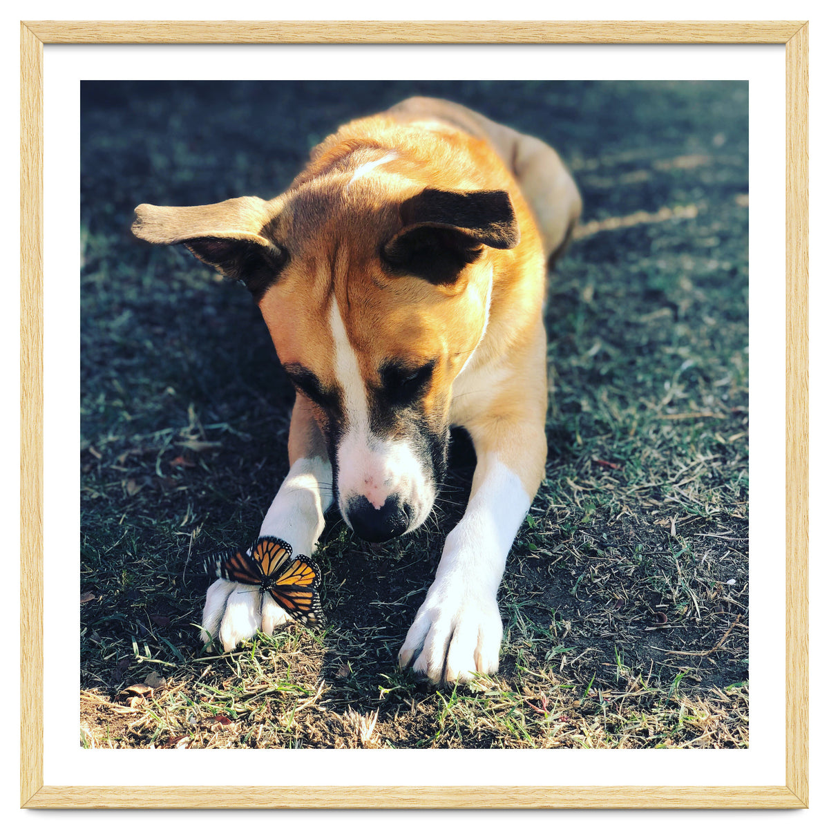 Cooper With Butterfly