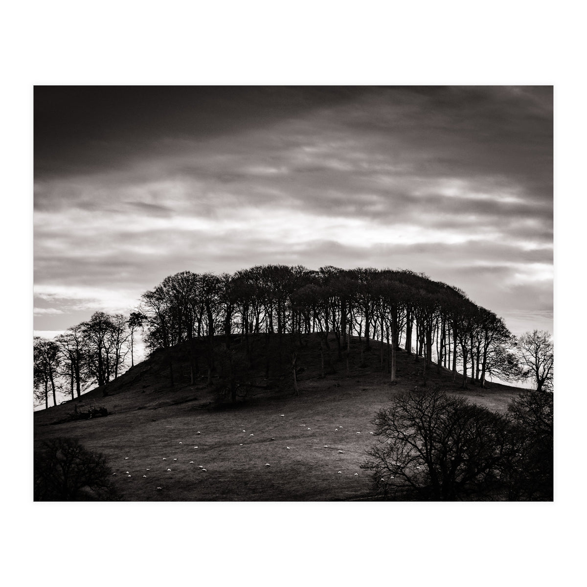 Trees in Silhouette (Print Only)