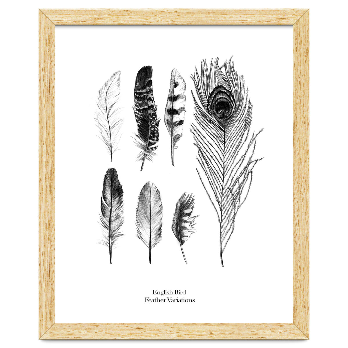 English Feather Variations
