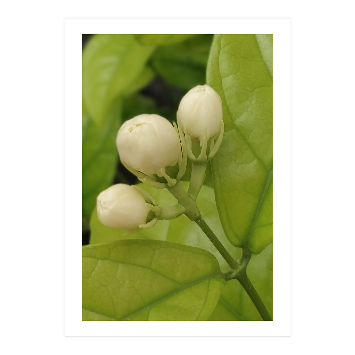 Jasmine Fragrance (Print Only)