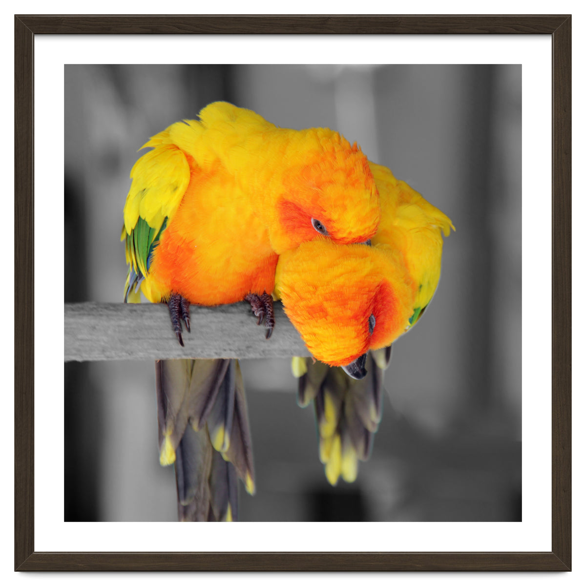 Two sun conures