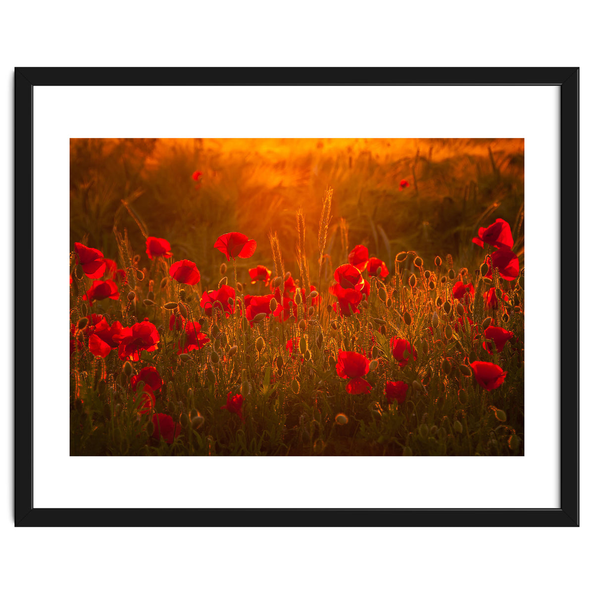 Poppies At Summer (1)