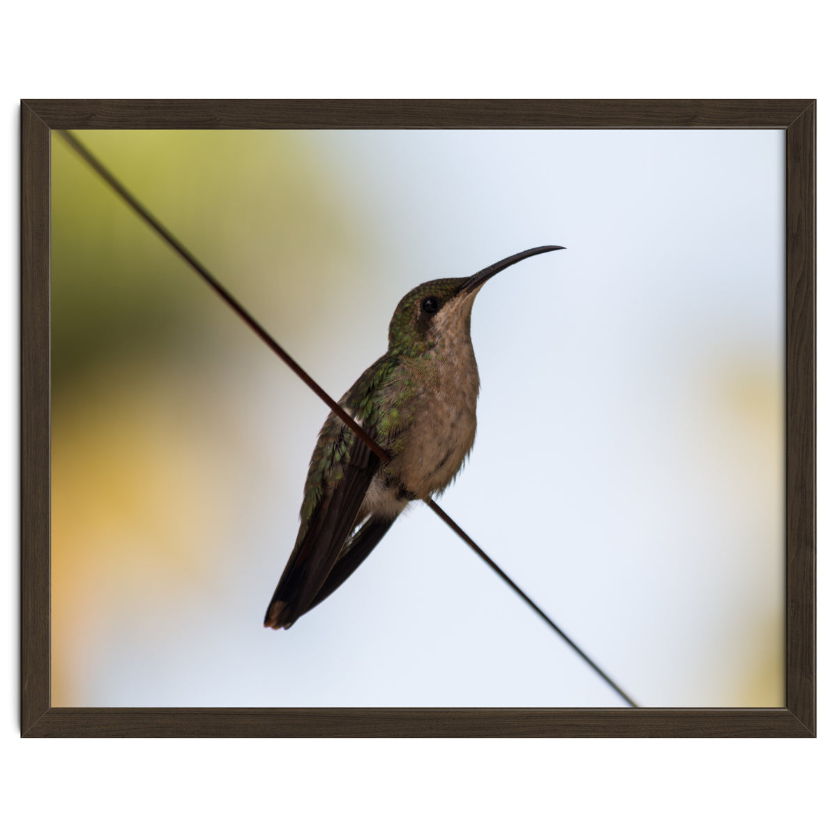 Colibri from Haïti