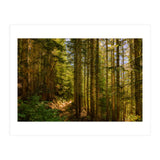 Cascade Trail (Print Only) thumbnail