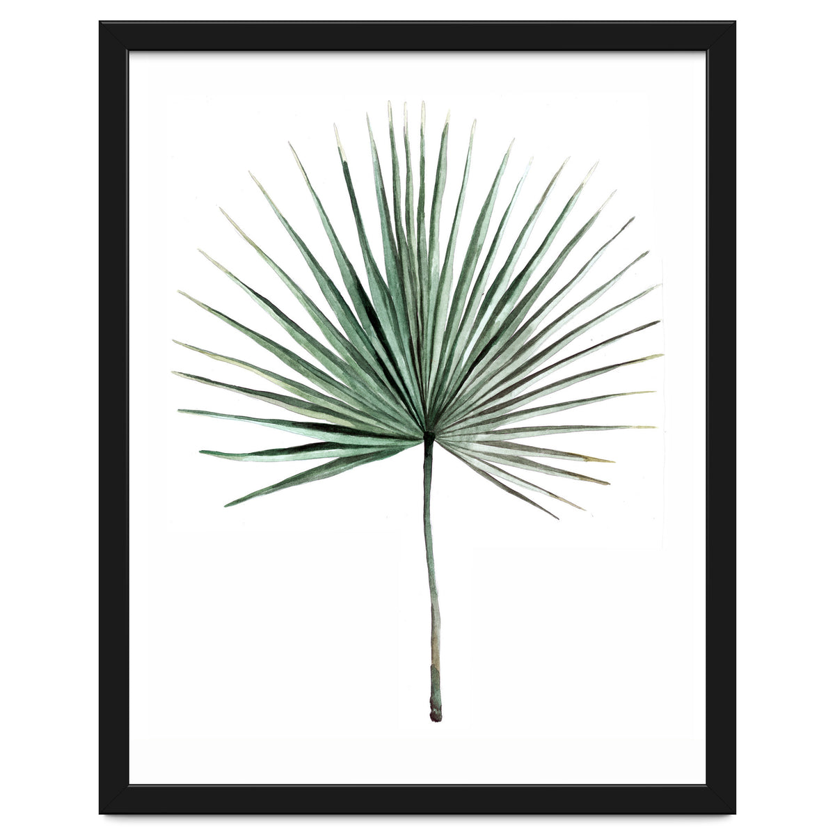 Botanical Illustration Fanpalm