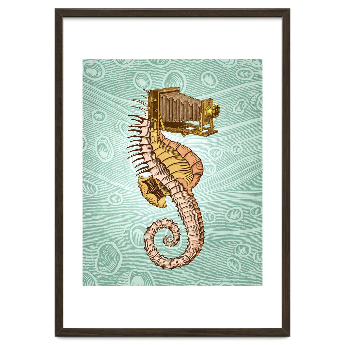 Hippocampus Camerarum