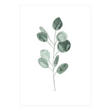 Botanical Illustration Eukalyptus2 (Print Only) thumbnail