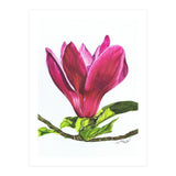 Single Magnolia (Print Only) thumbnail