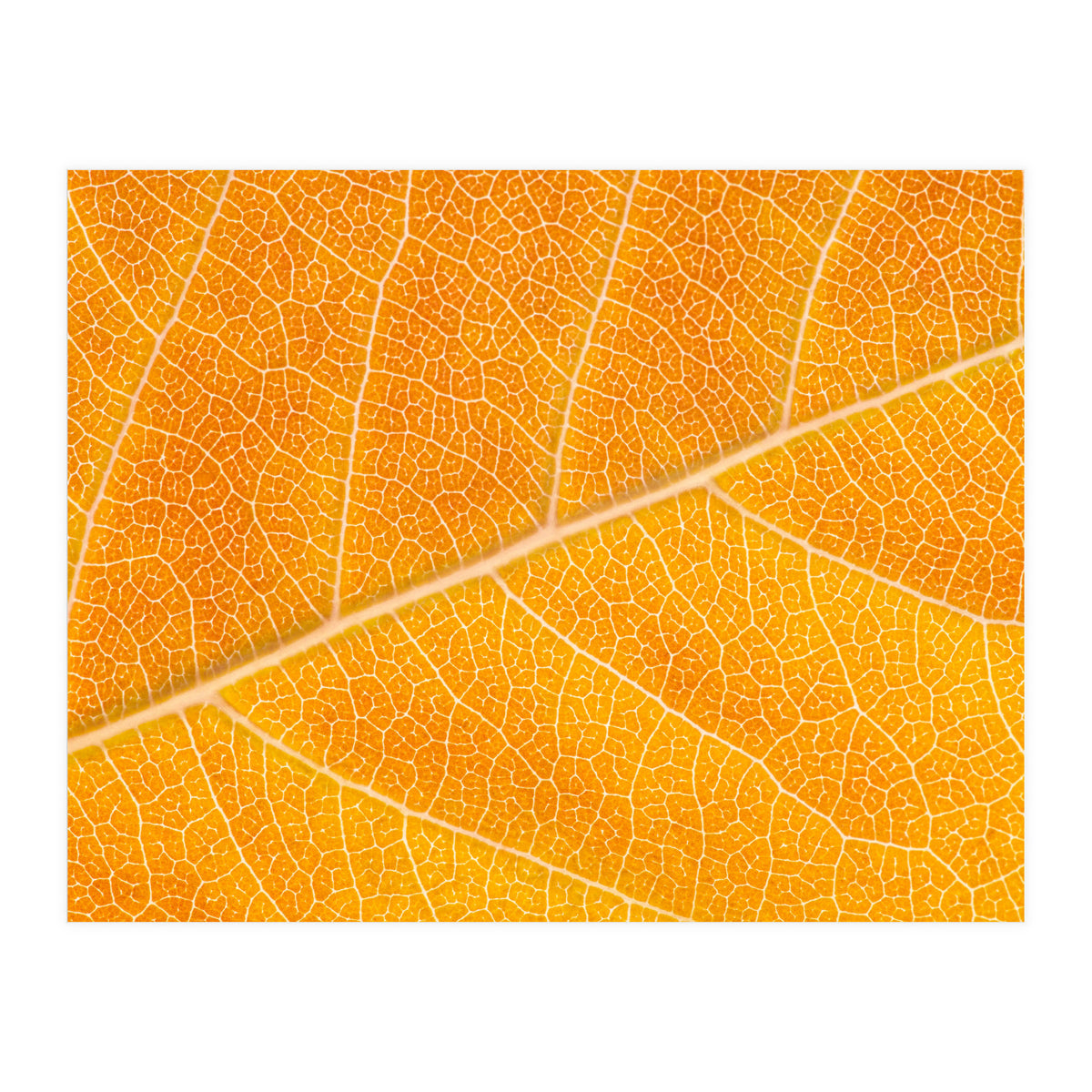 Autumn Leaf (Print Only)