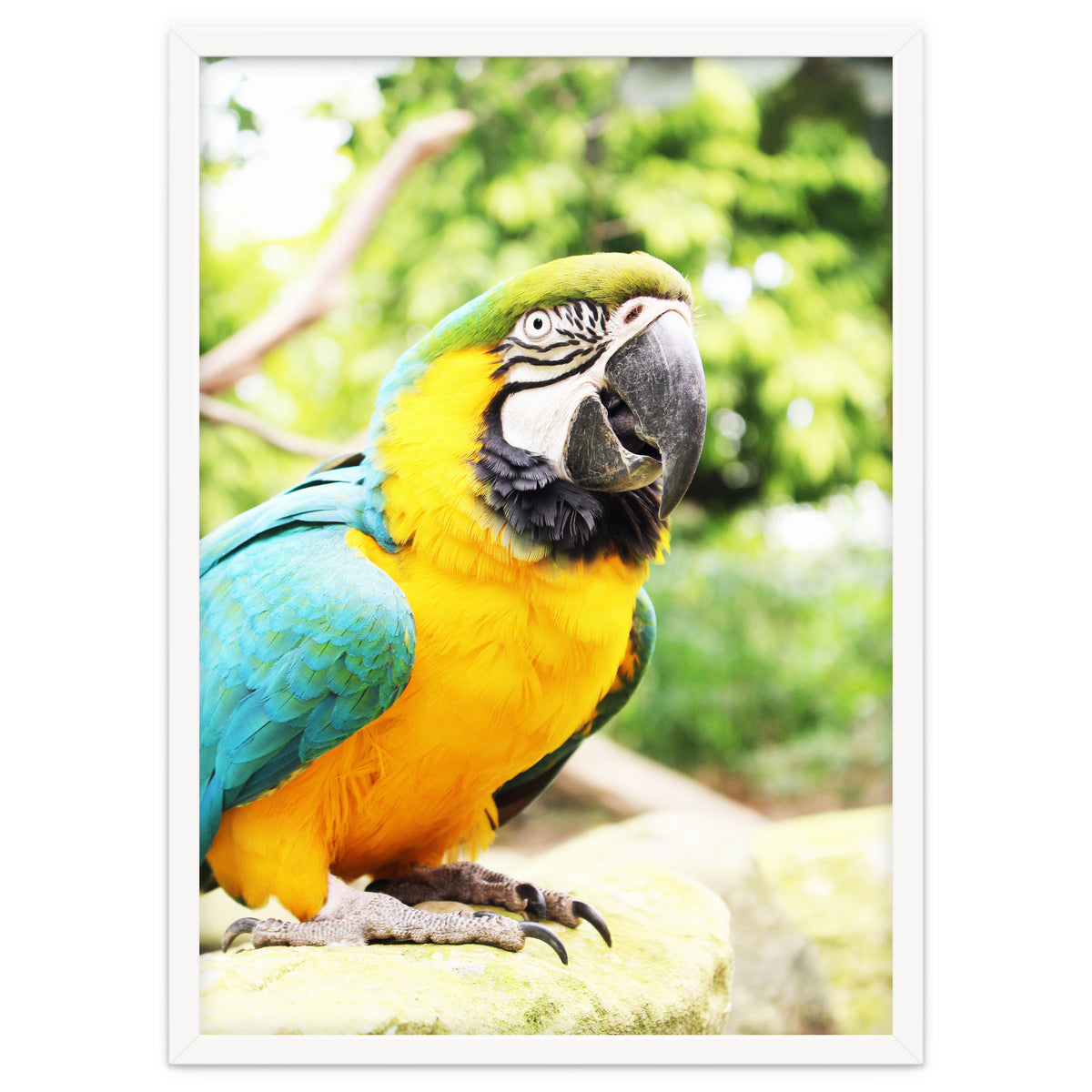 Parrot