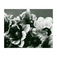 Anemone Flowers (Print Only)